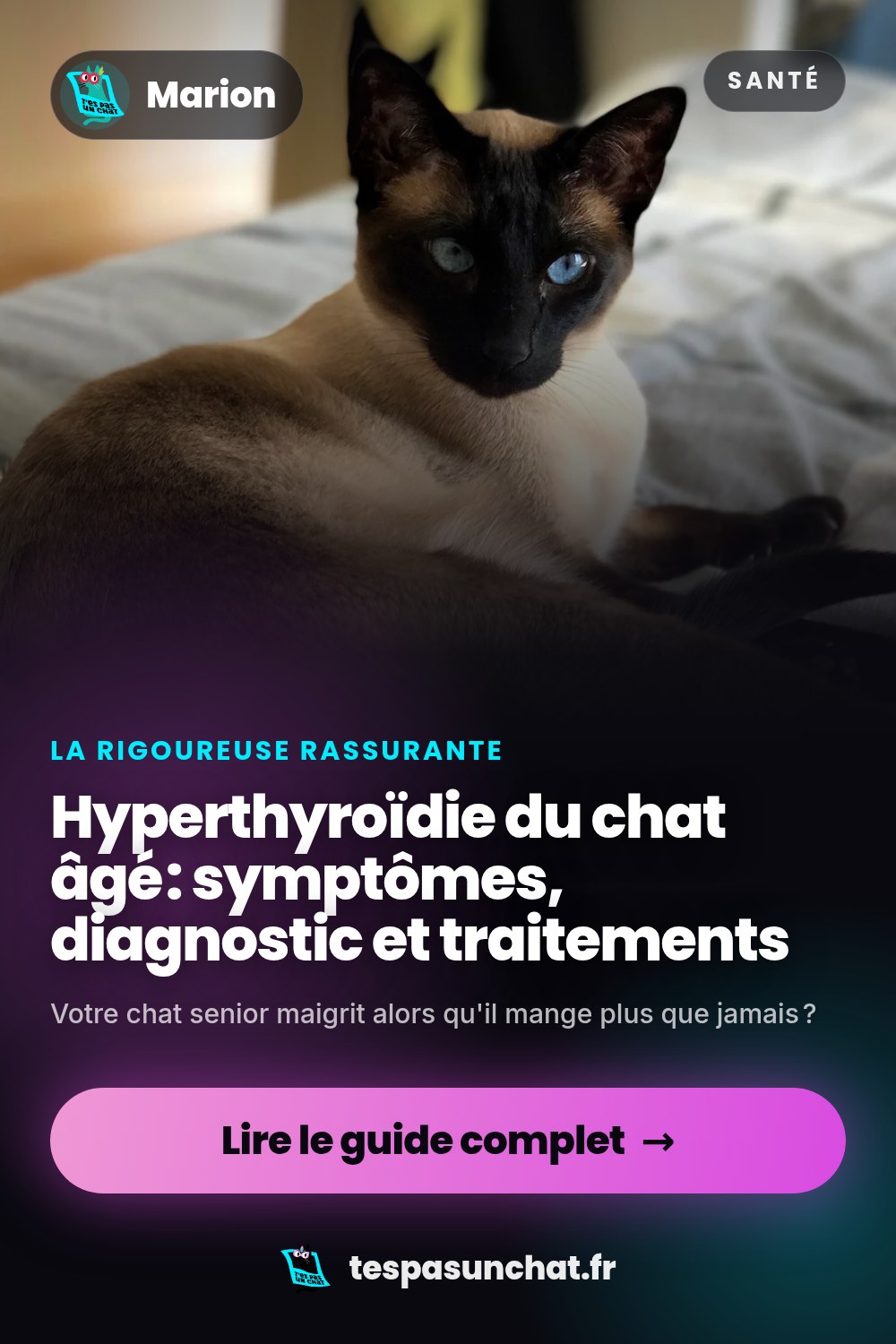 Hyperthyroïdie du chat âgé : symptômes, diagnostic et traitements