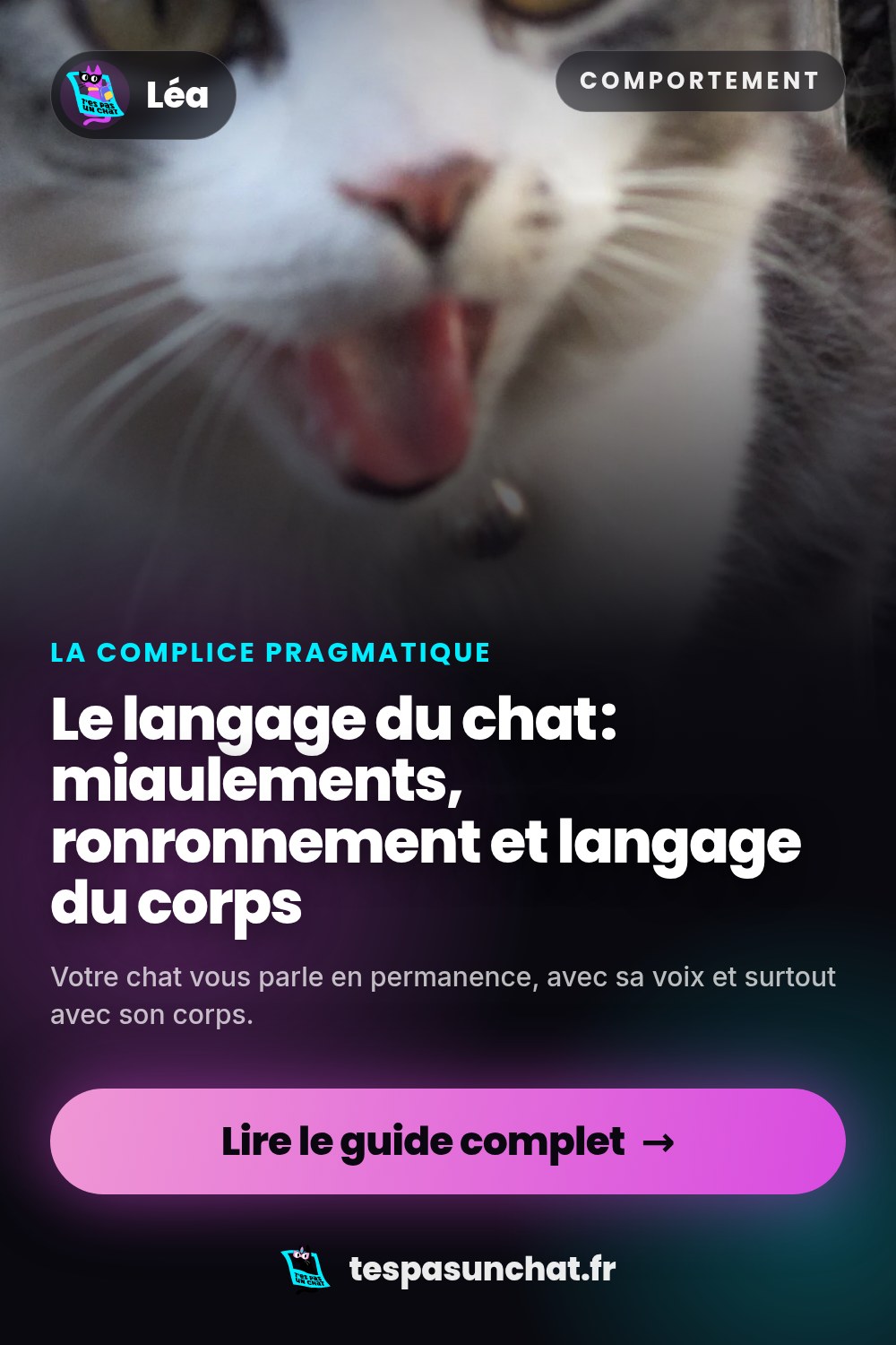 Le langage du chat : miaulements, ronronnement et langage du corps