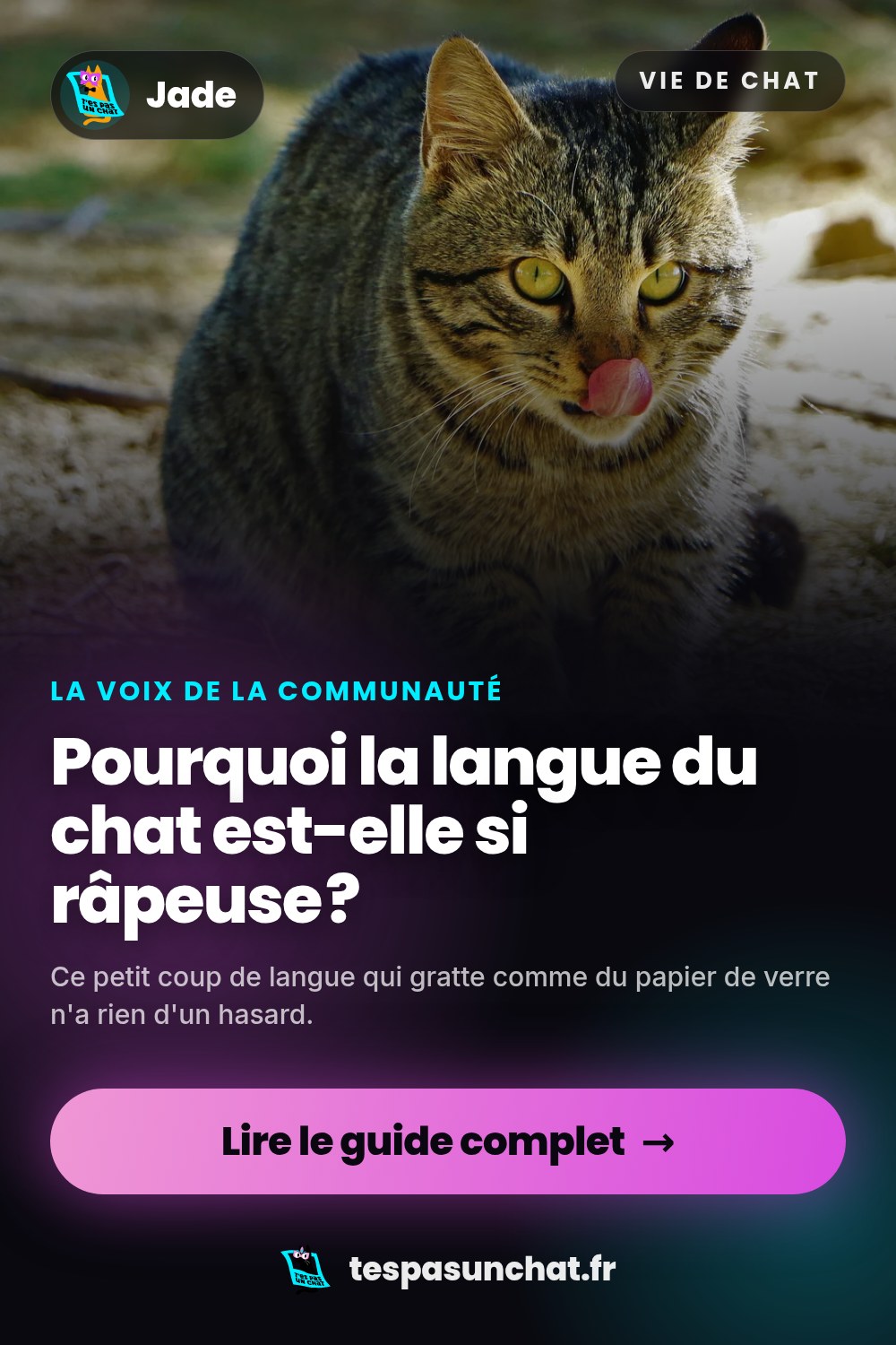 Pourquoi la langue du chat est-elle si râpeuse ?