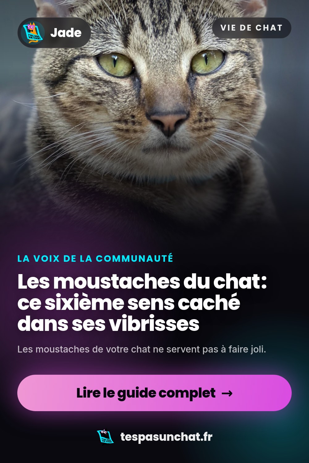 Les moustaches du chat : ce sixième sens caché dans ses vibrisses