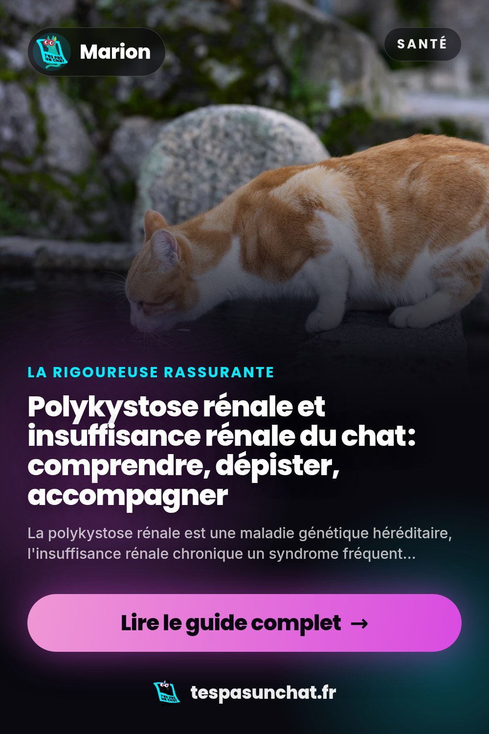 Polykystose rénale et insuffisance rénale du chat : comprendre, dépister, accompagner