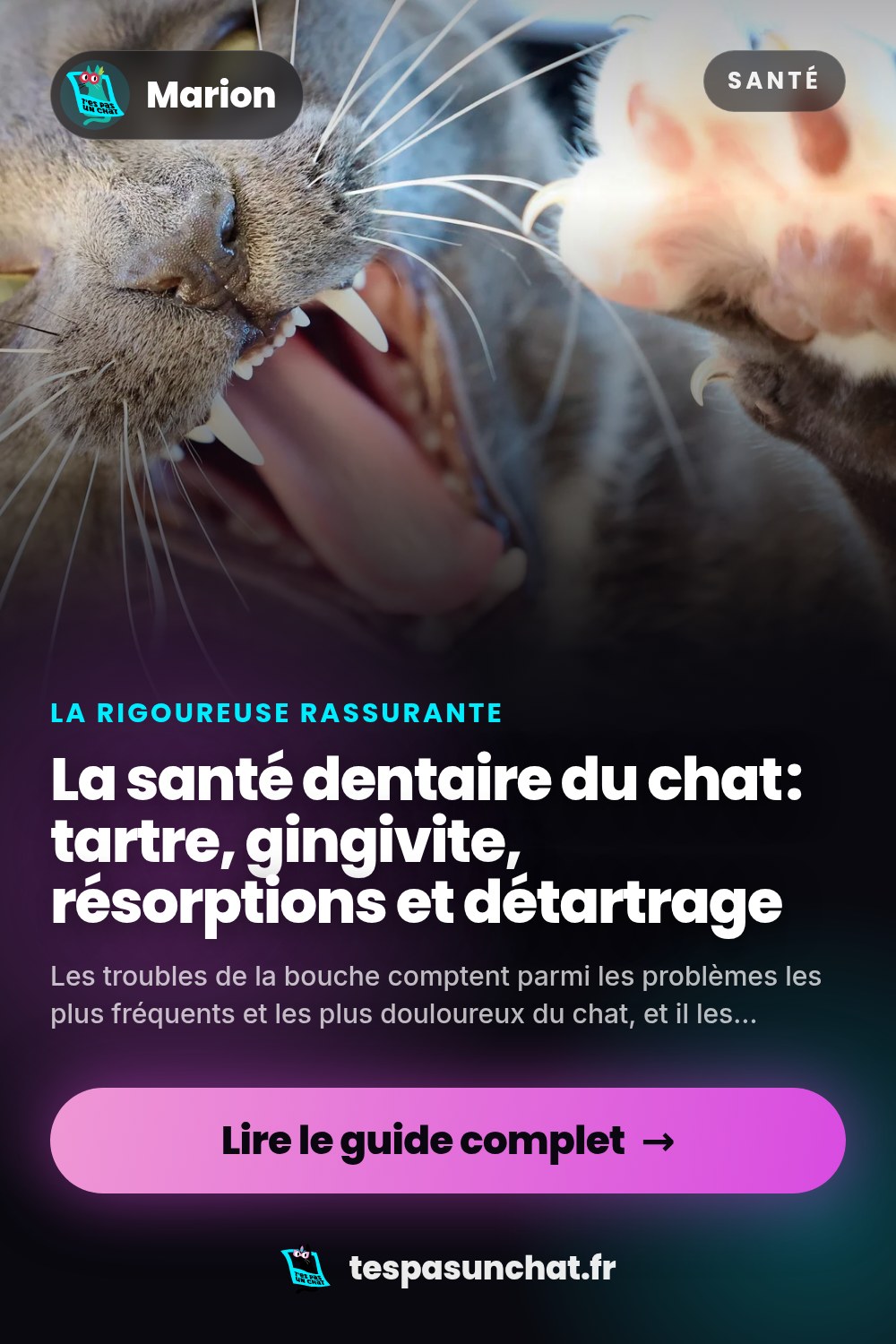La santé dentaire du chat : tartre, gingivite, résorptions et détartrage
