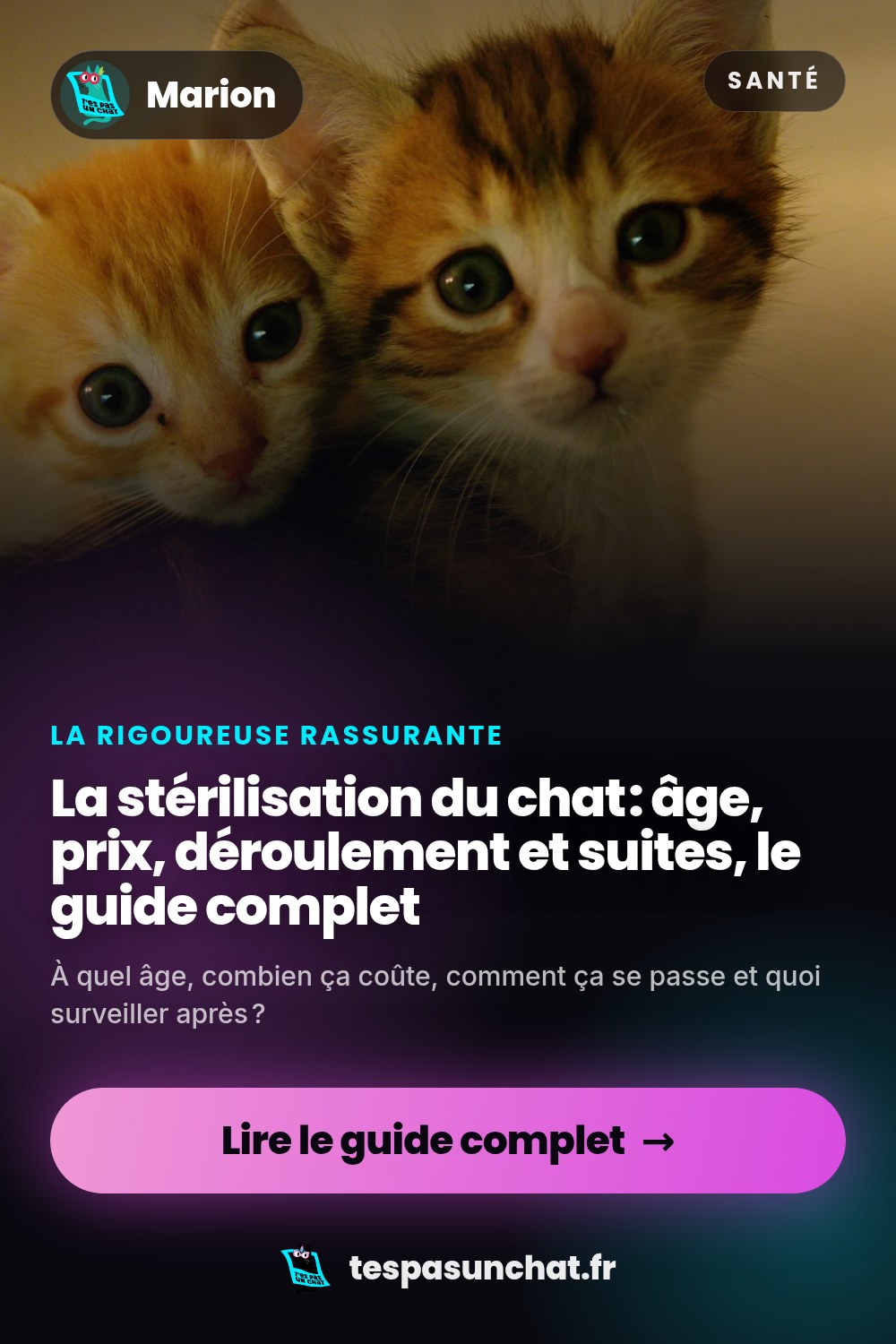 La stérilisation du chat : âge, prix, déroulement et suites, le guide complet