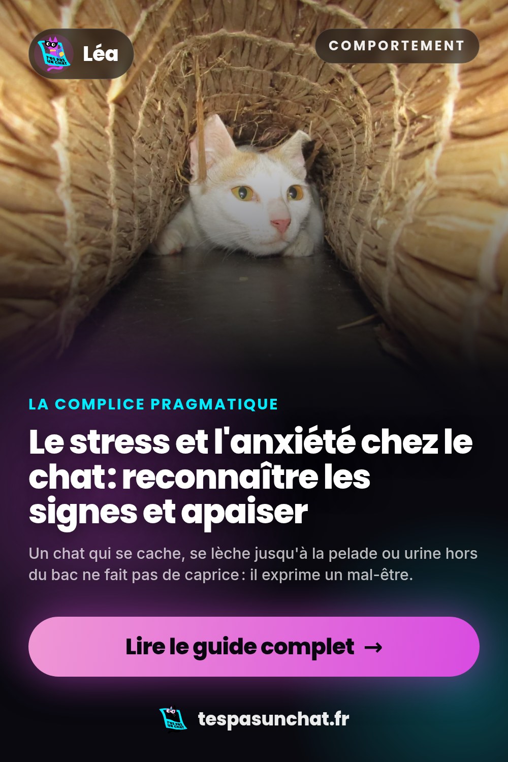 Le stress et l'anxiété chez le chat : reconnaître les signes et apaiser