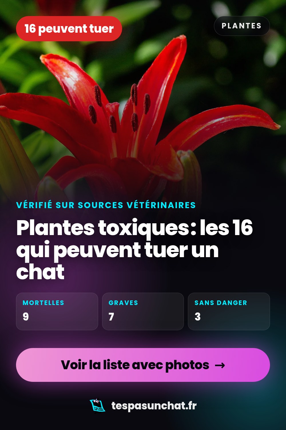Plantes toxiques pour le chat : la liste avec photos