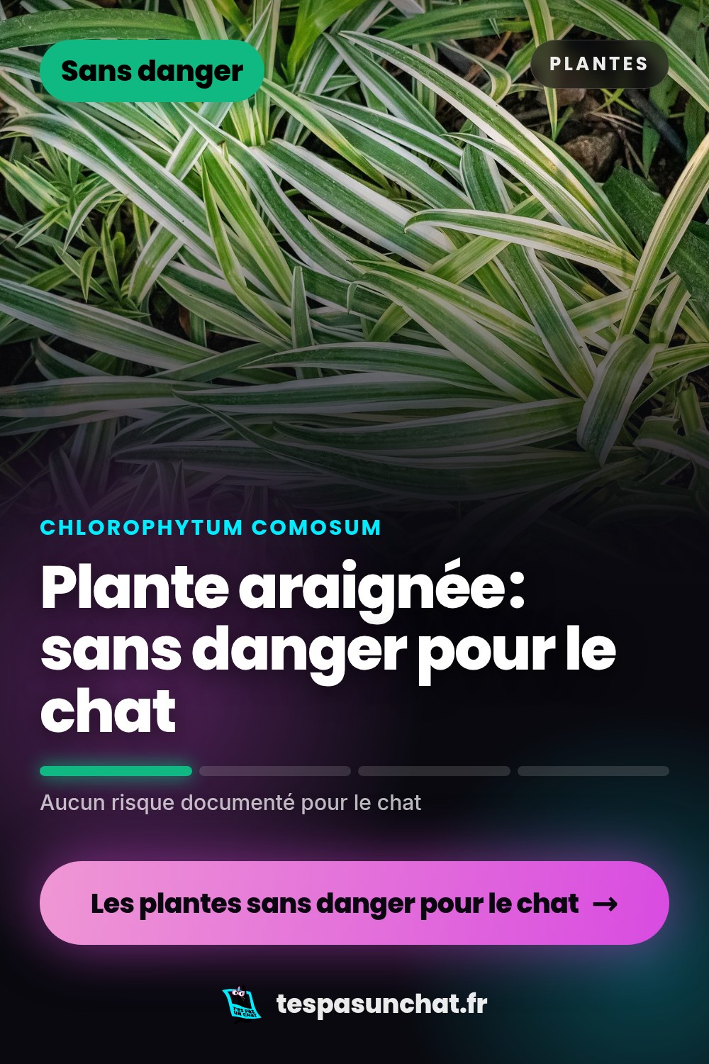 Plante araignée et le chat : quel danger