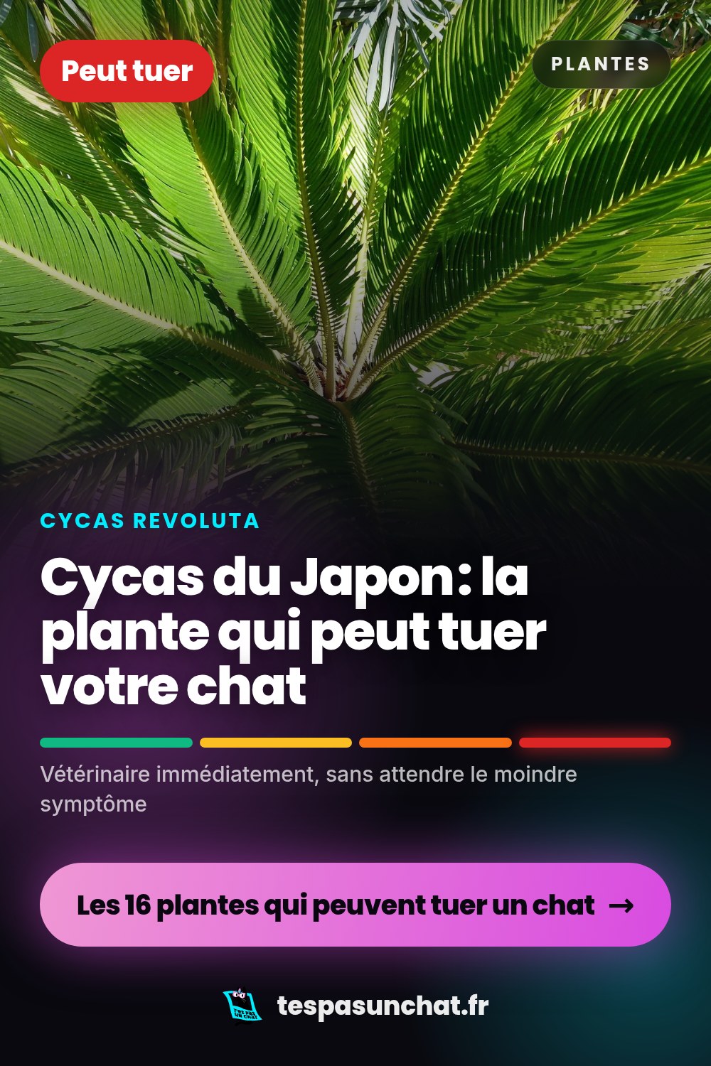 Cycas du Japon et le chat : quel danger