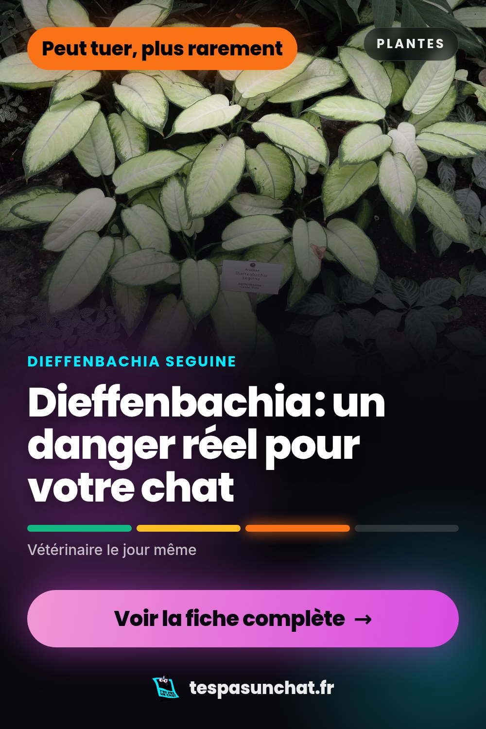 Dieffenbachia et le chat : quel danger