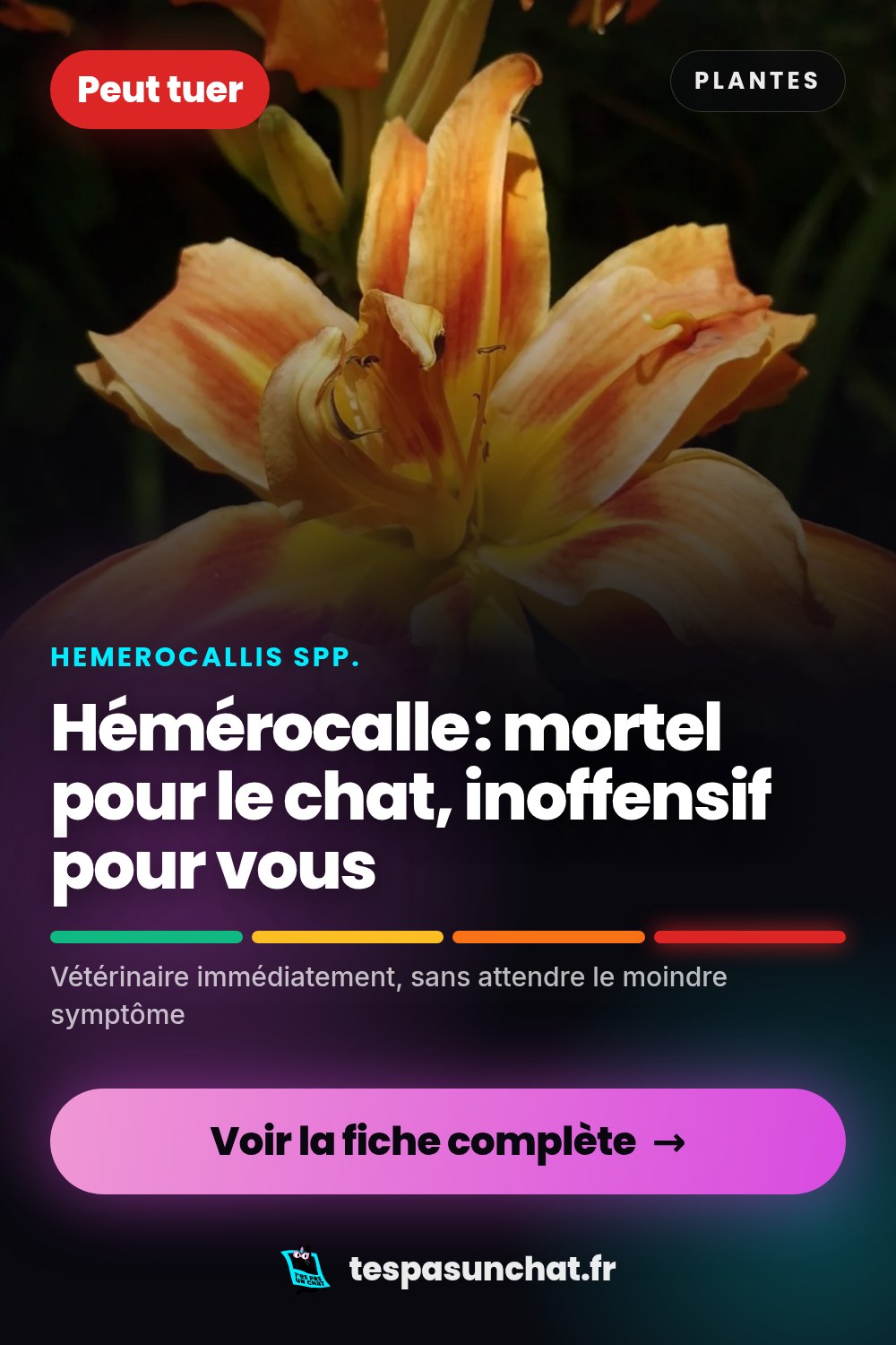 Hémérocalle et le chat : quel danger