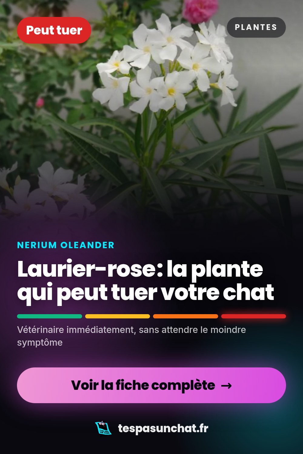 Laurier-rose et le chat : quel danger
