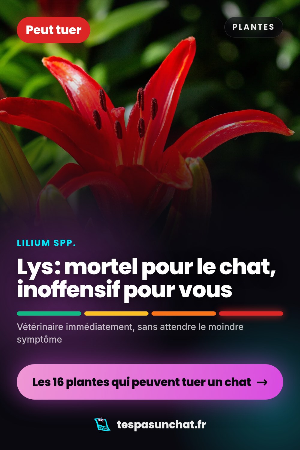 Lys et le chat : quel danger
