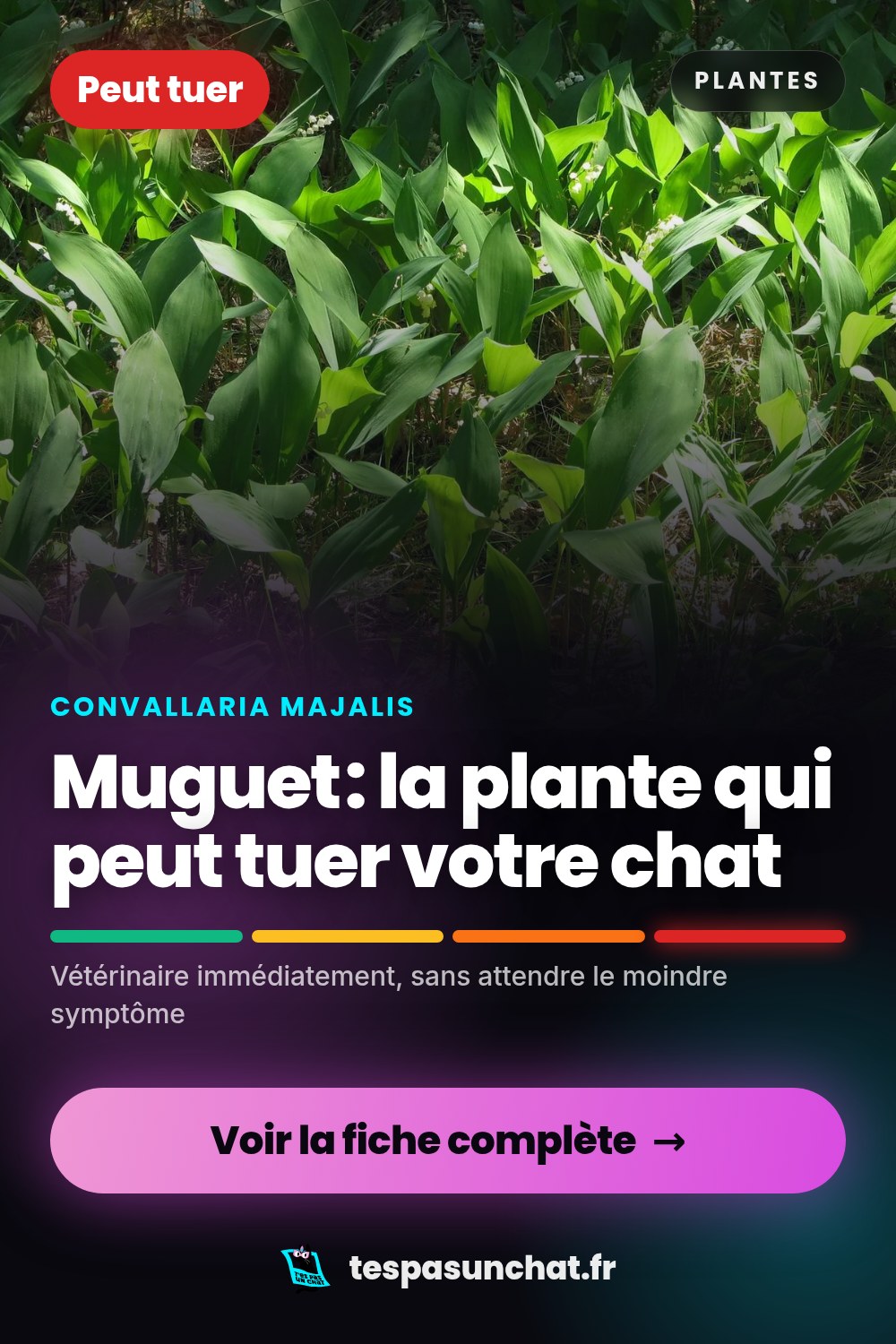 Muguet et le chat : quel danger