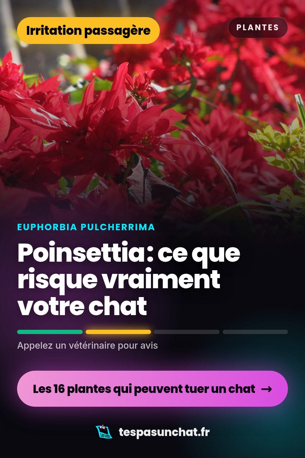 Poinsettia et le chat : quel danger