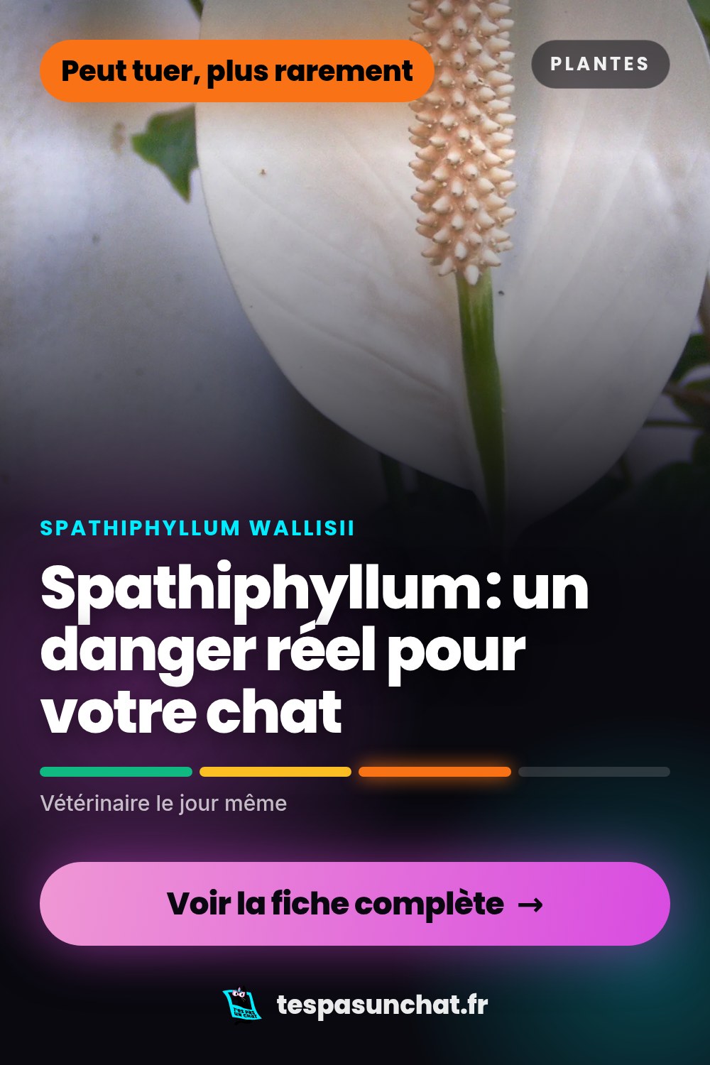Spathiphyllum et le chat : quel danger