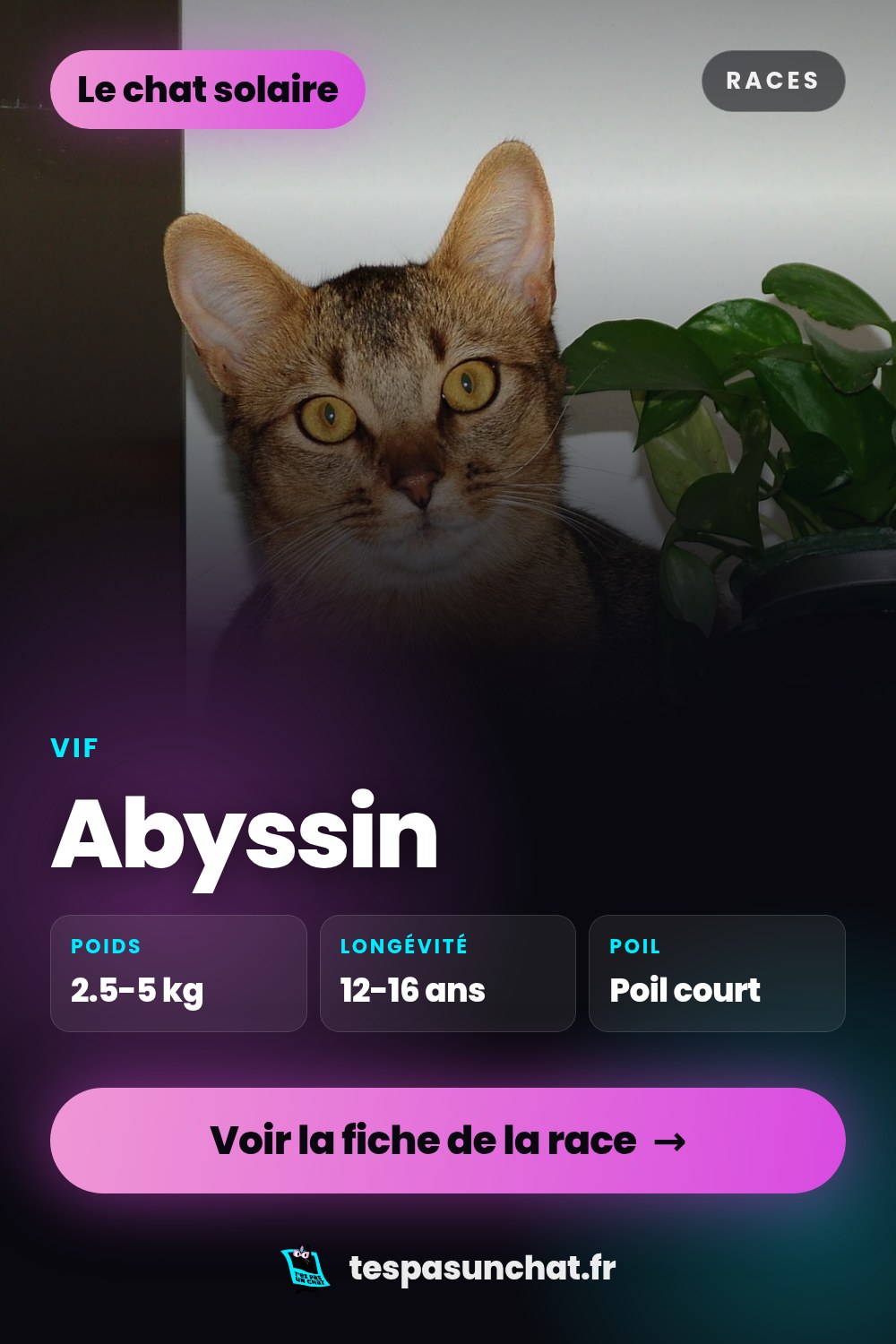 Abyssin : le guide complet