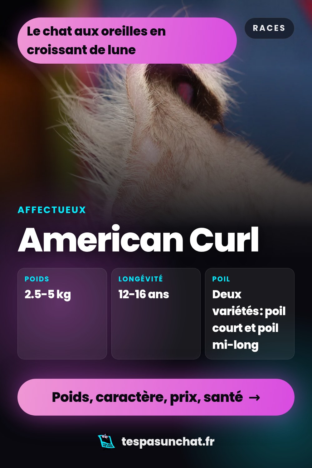American Curl : le guide complet