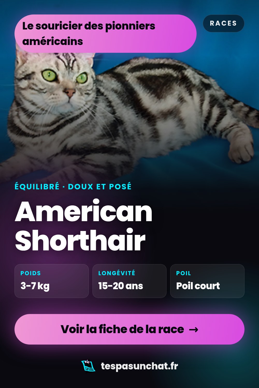 American Shorthair : le guide complet