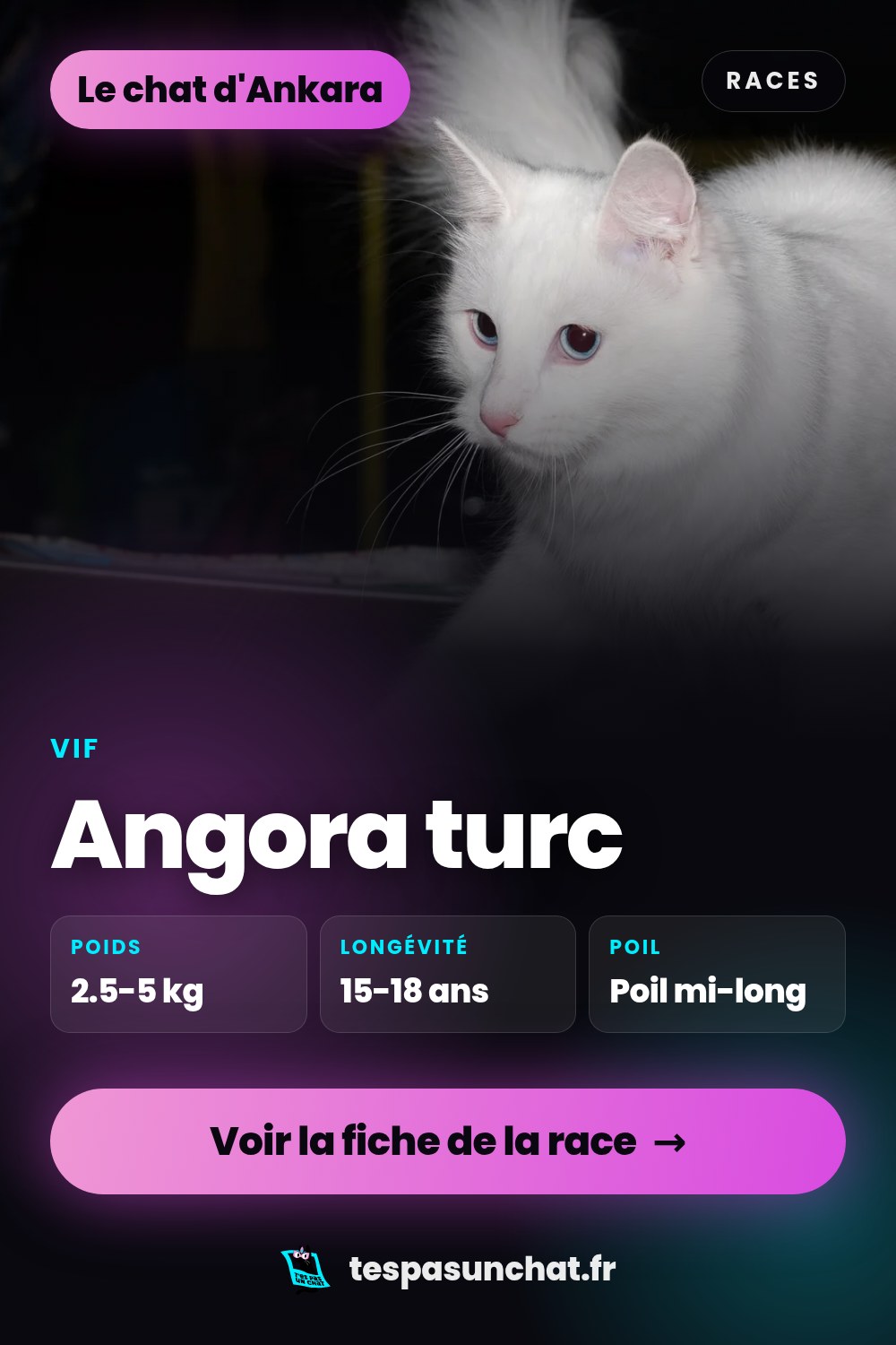 Angora turc : le guide complet