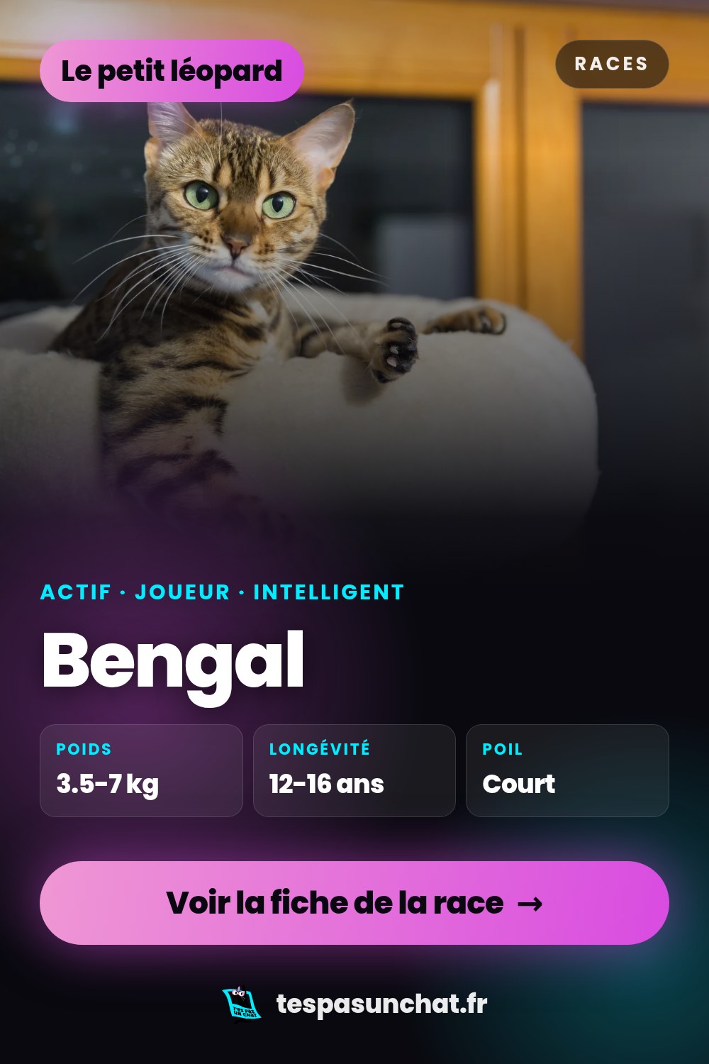 Bengal : le guide complet