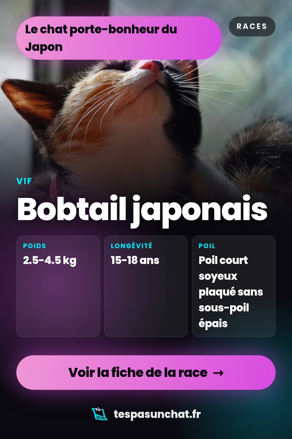 Bobtail japonais : le guide complet