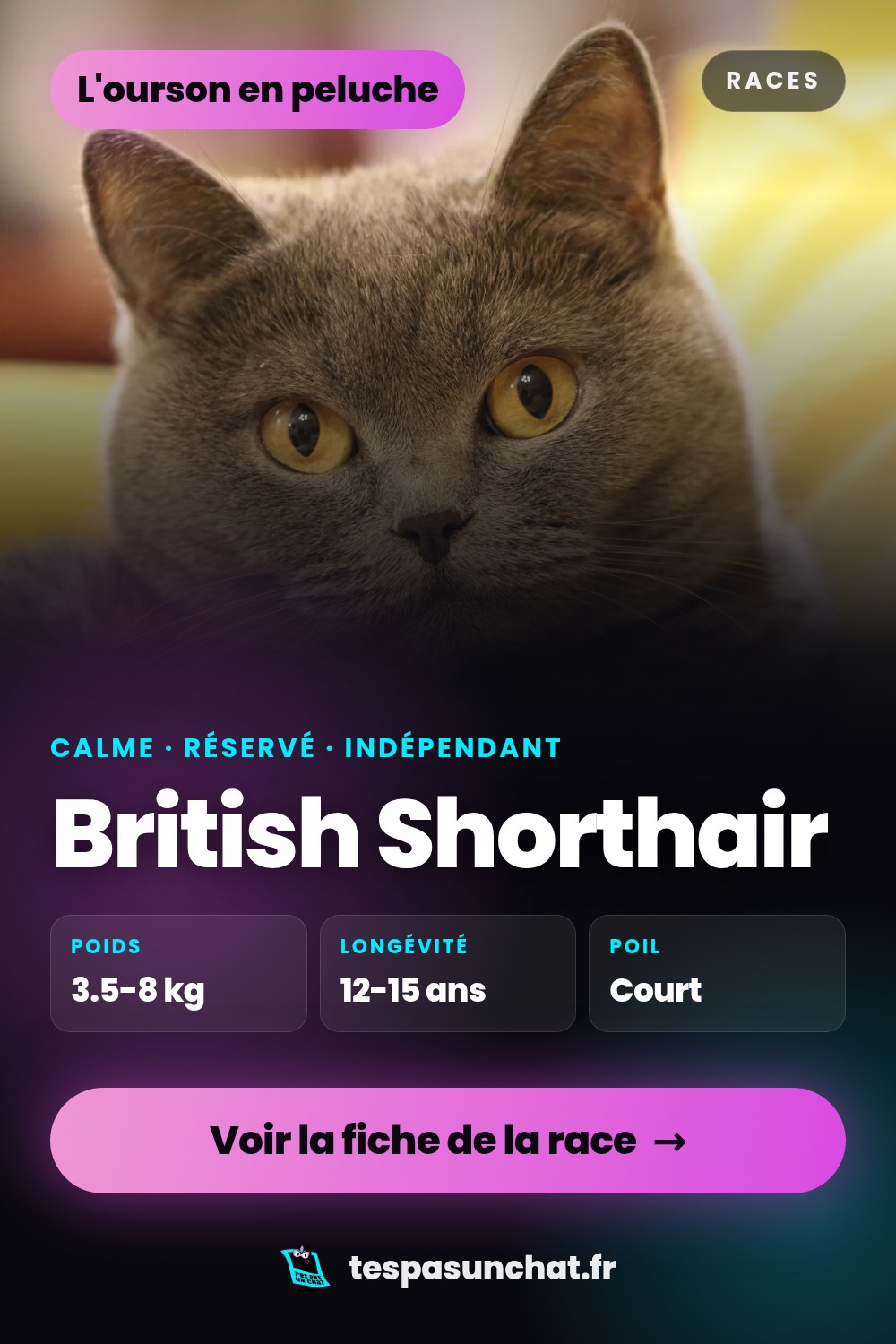 British Shorthair : le guide complet