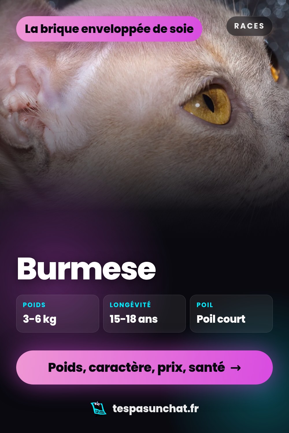Burmese : le guide complet