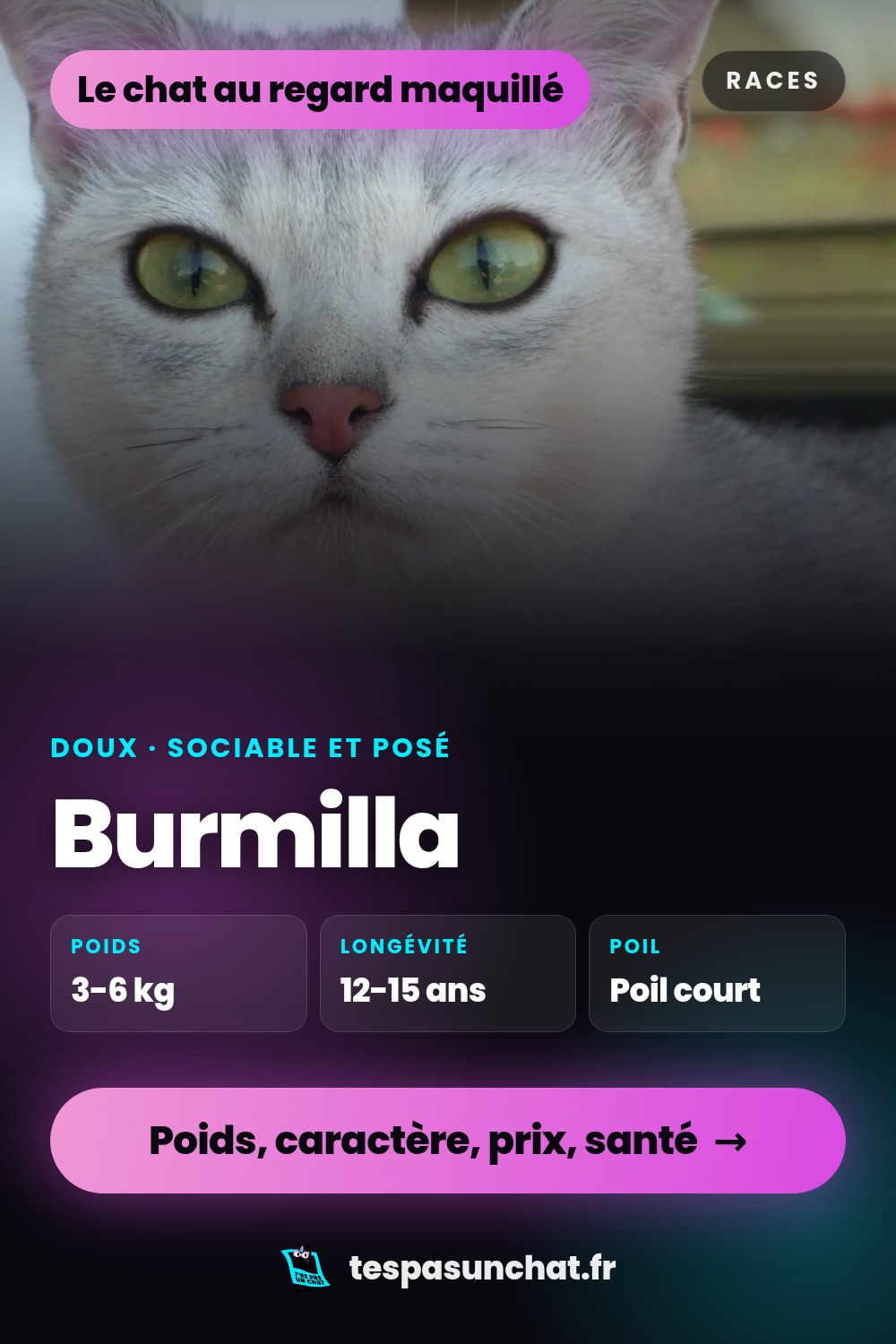 Burmilla : le guide complet