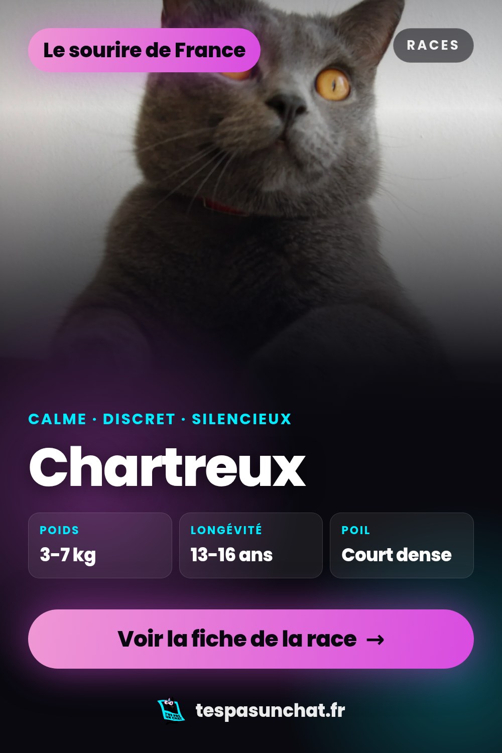 Chartreux : le guide complet