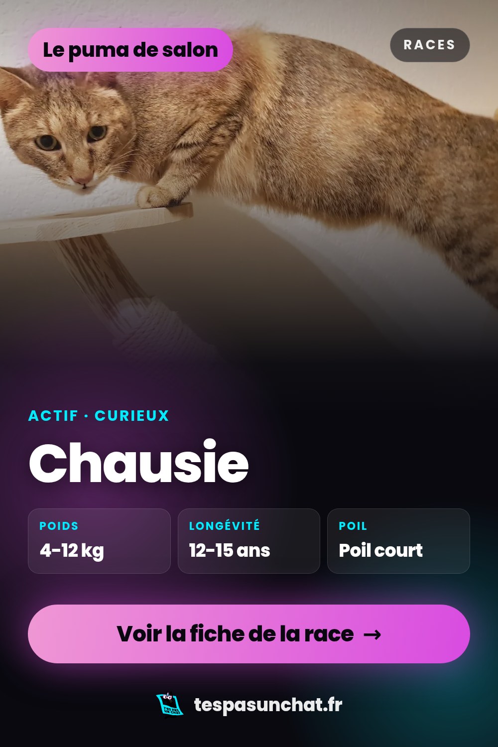 Chausie : le guide complet
