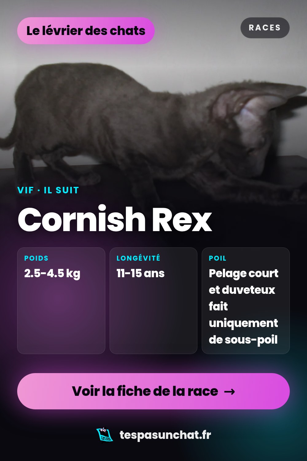 Cornish Rex : le guide complet