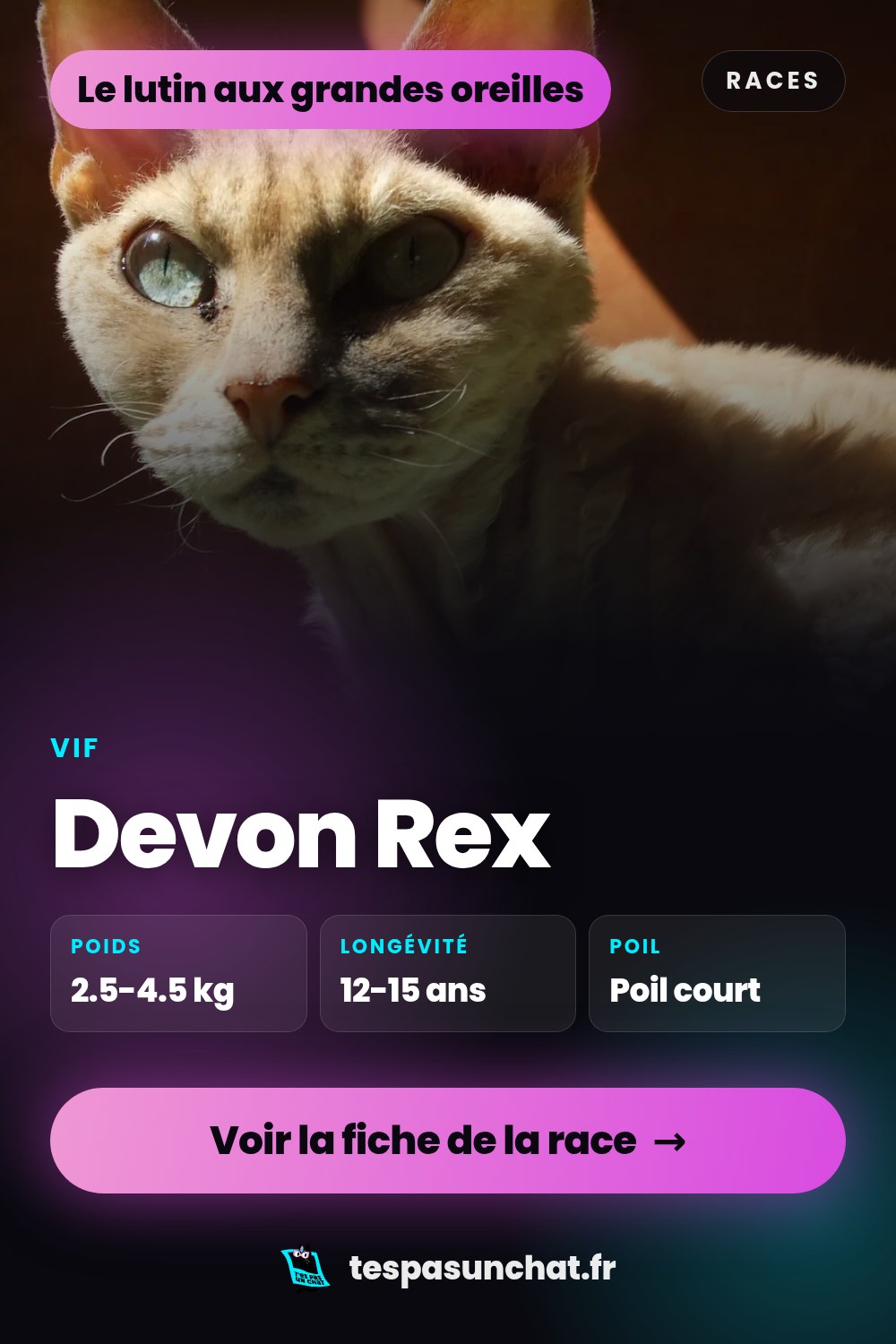 Devon Rex : le guide complet
