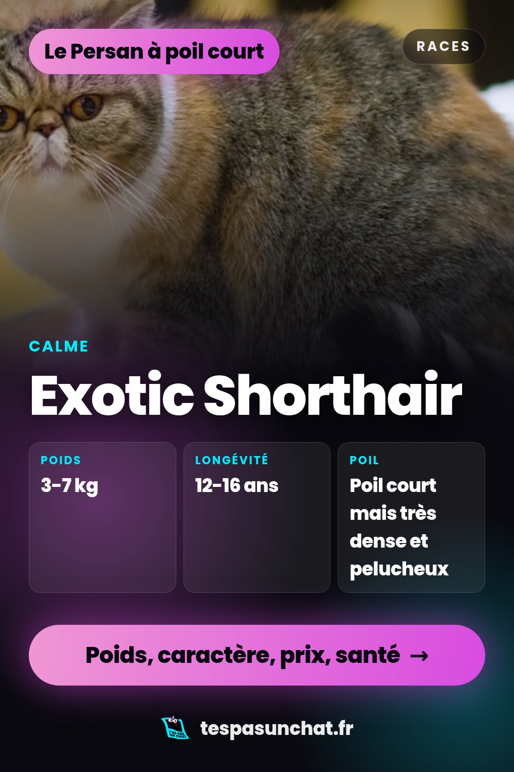 Exotic Shorthair : le guide complet