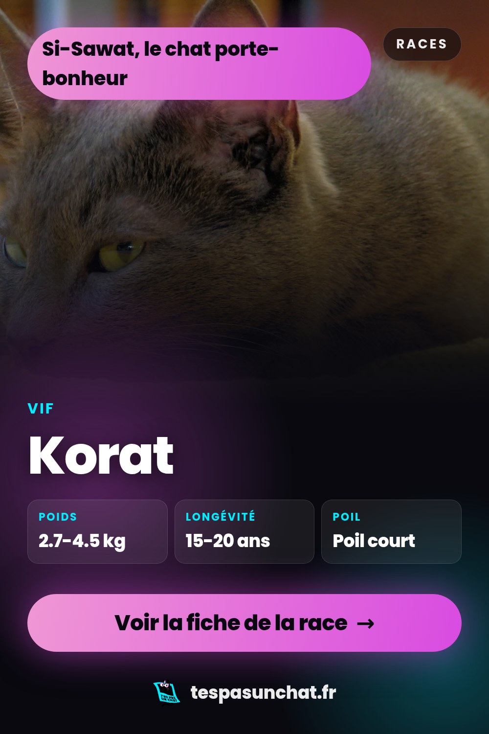Korat : le guide complet