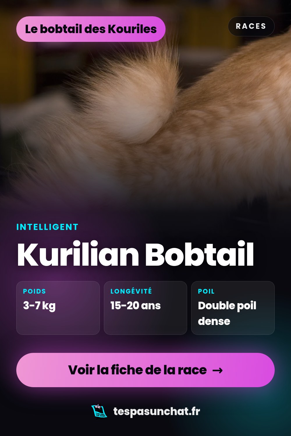 Kurilian Bobtail : le guide complet