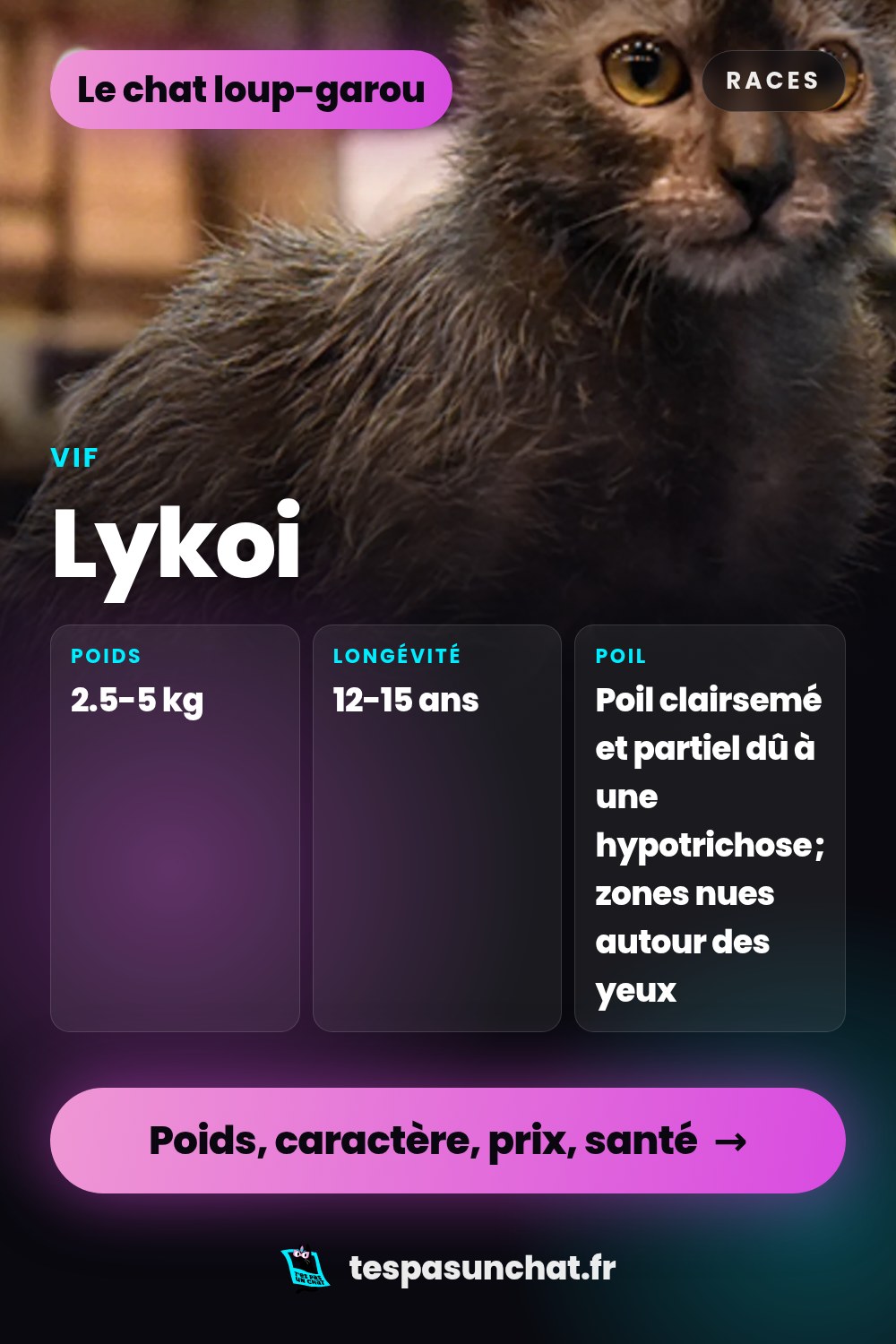 Lykoi : le guide complet