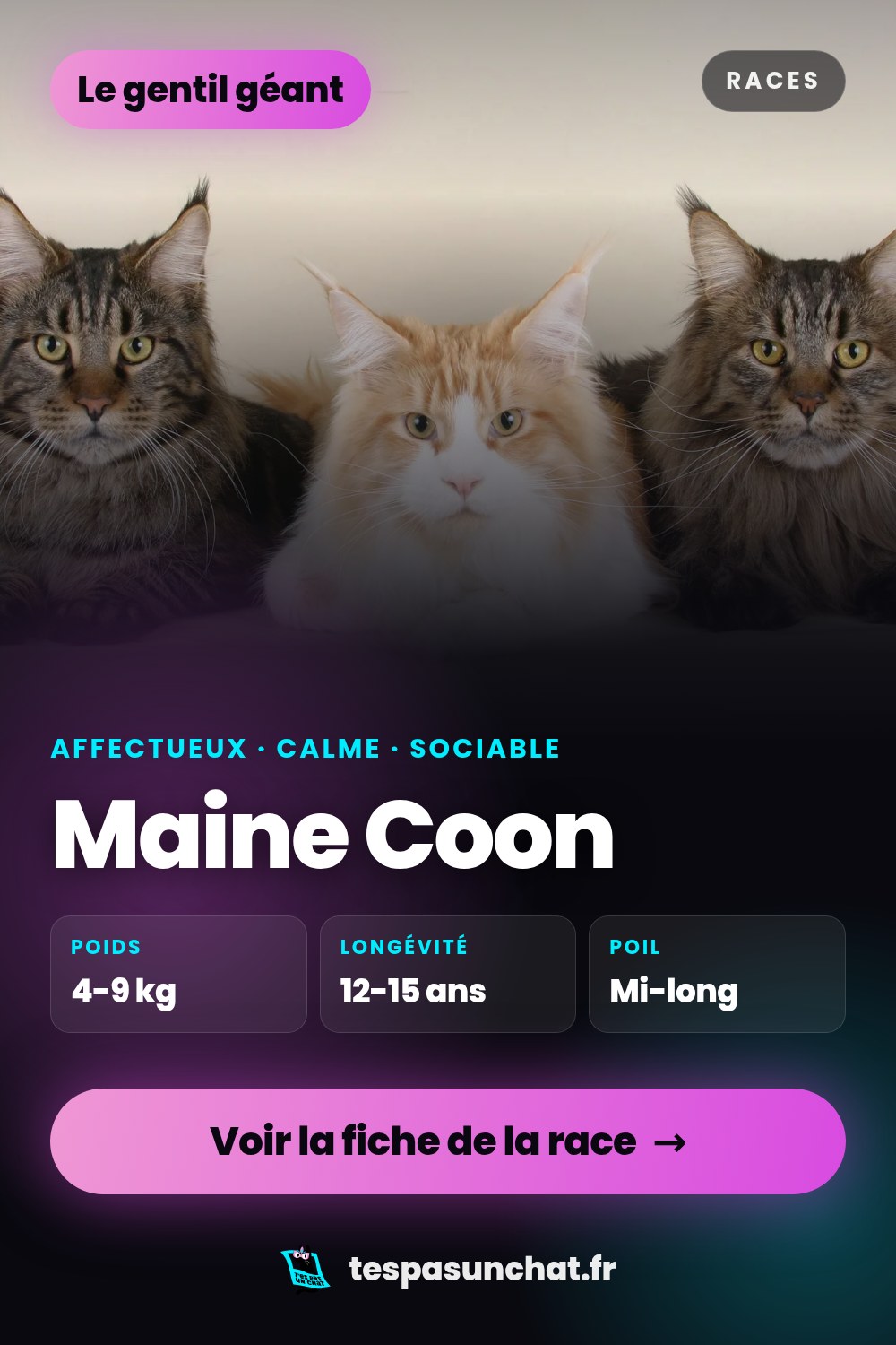 Maine Coon : le guide complet
