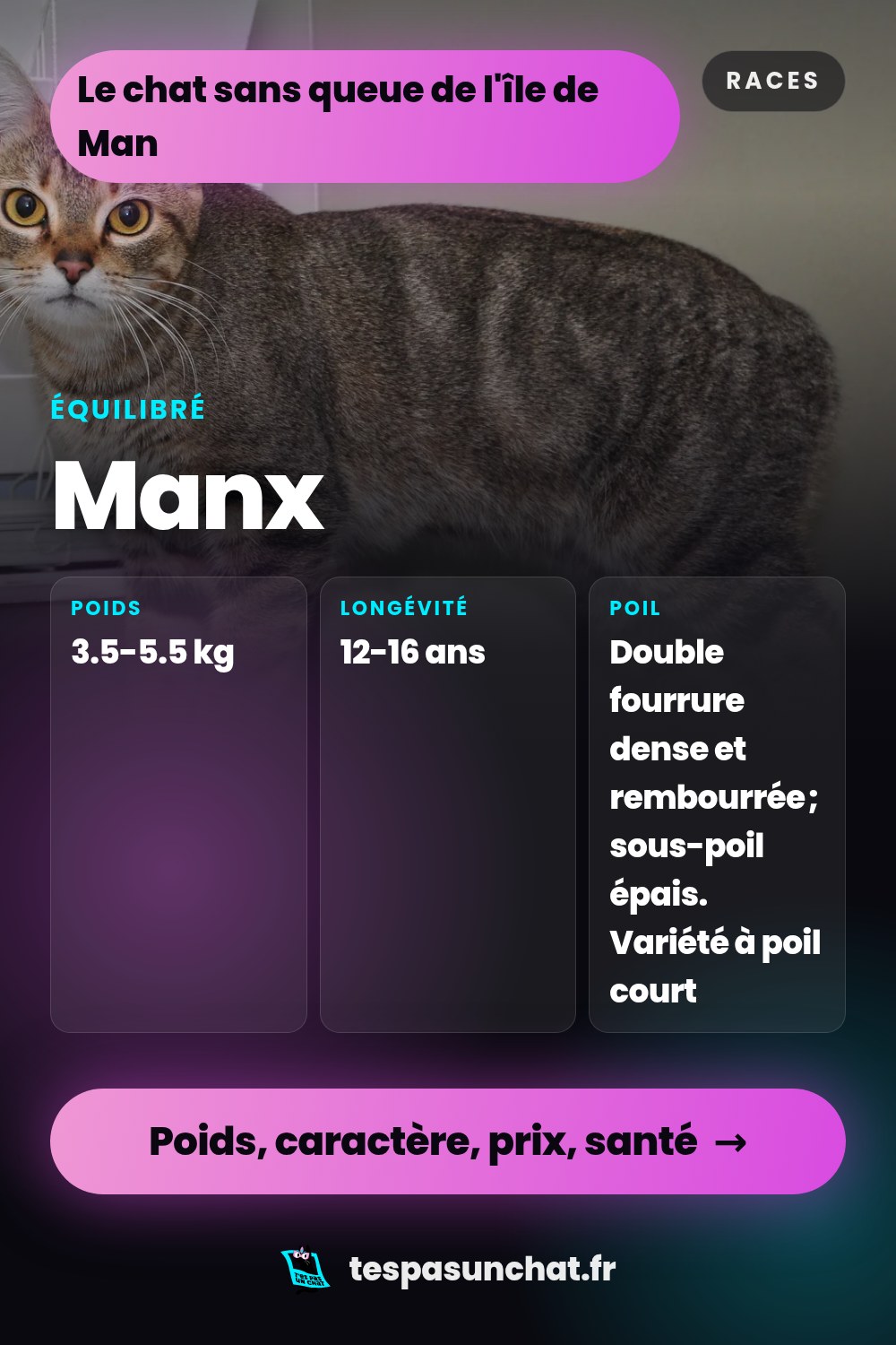 Manx : le guide complet