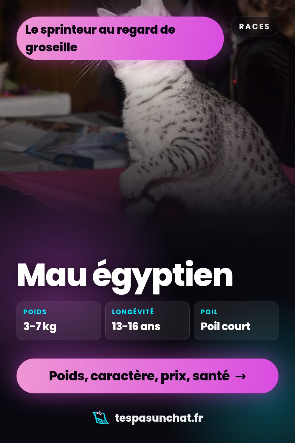 Mau égyptien : le guide complet