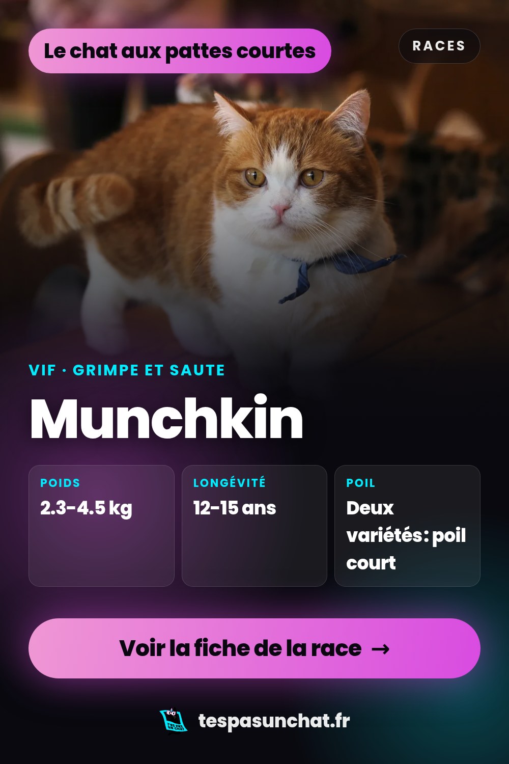 Munchkin : le guide complet