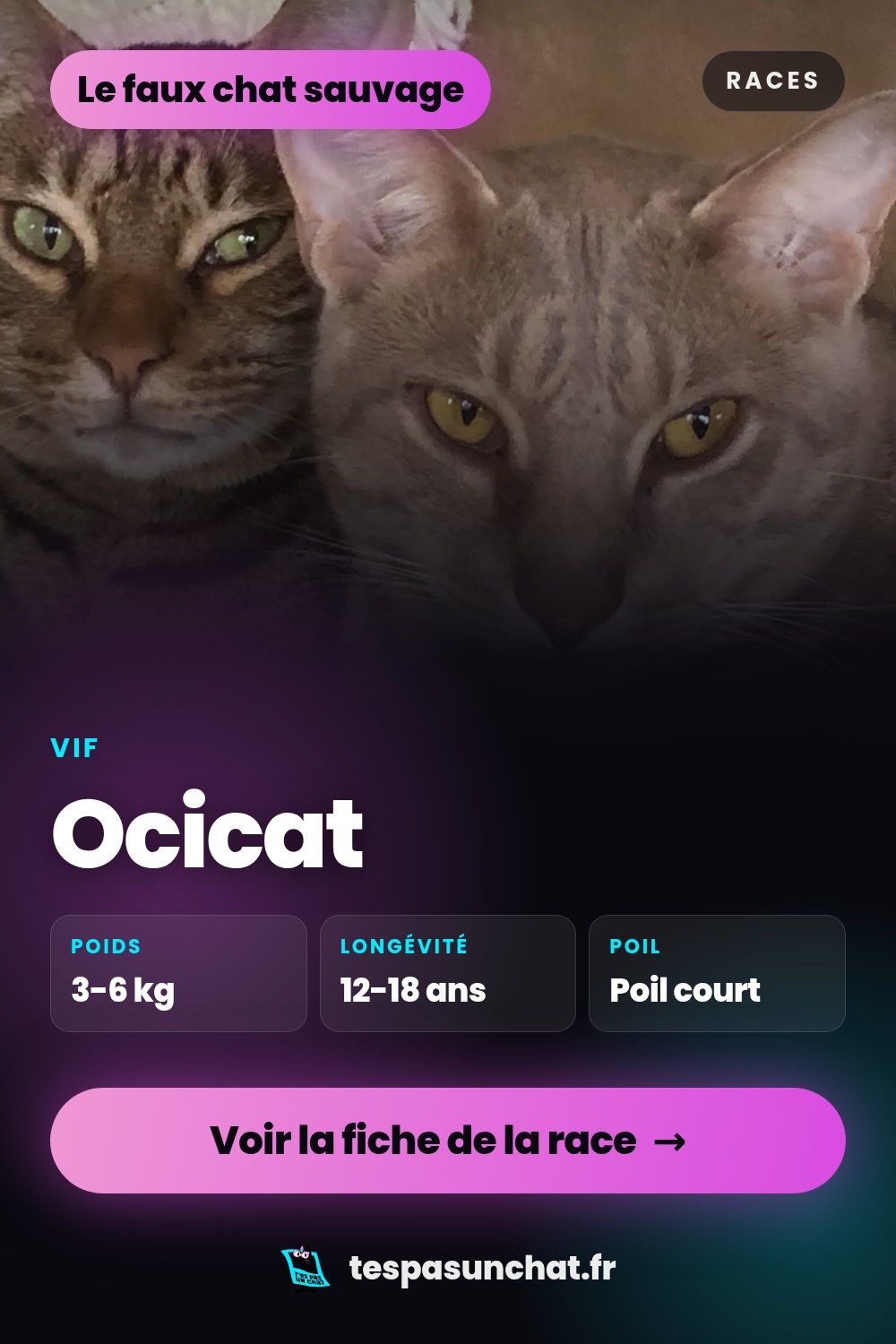 Ocicat : le guide complet