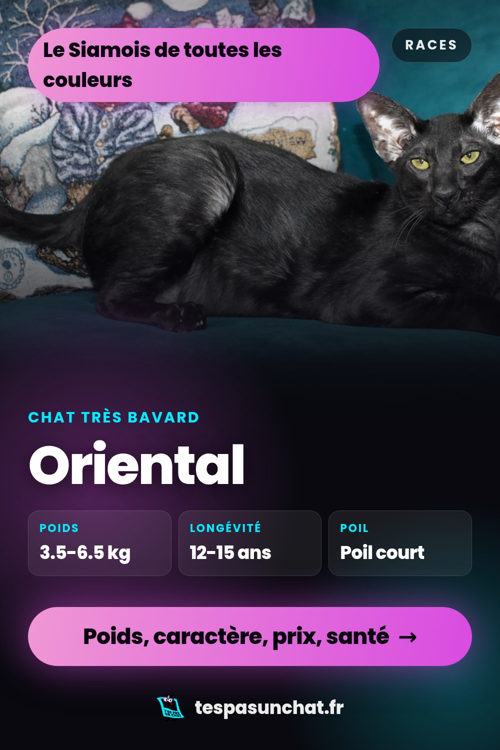 Oriental : le guide complet