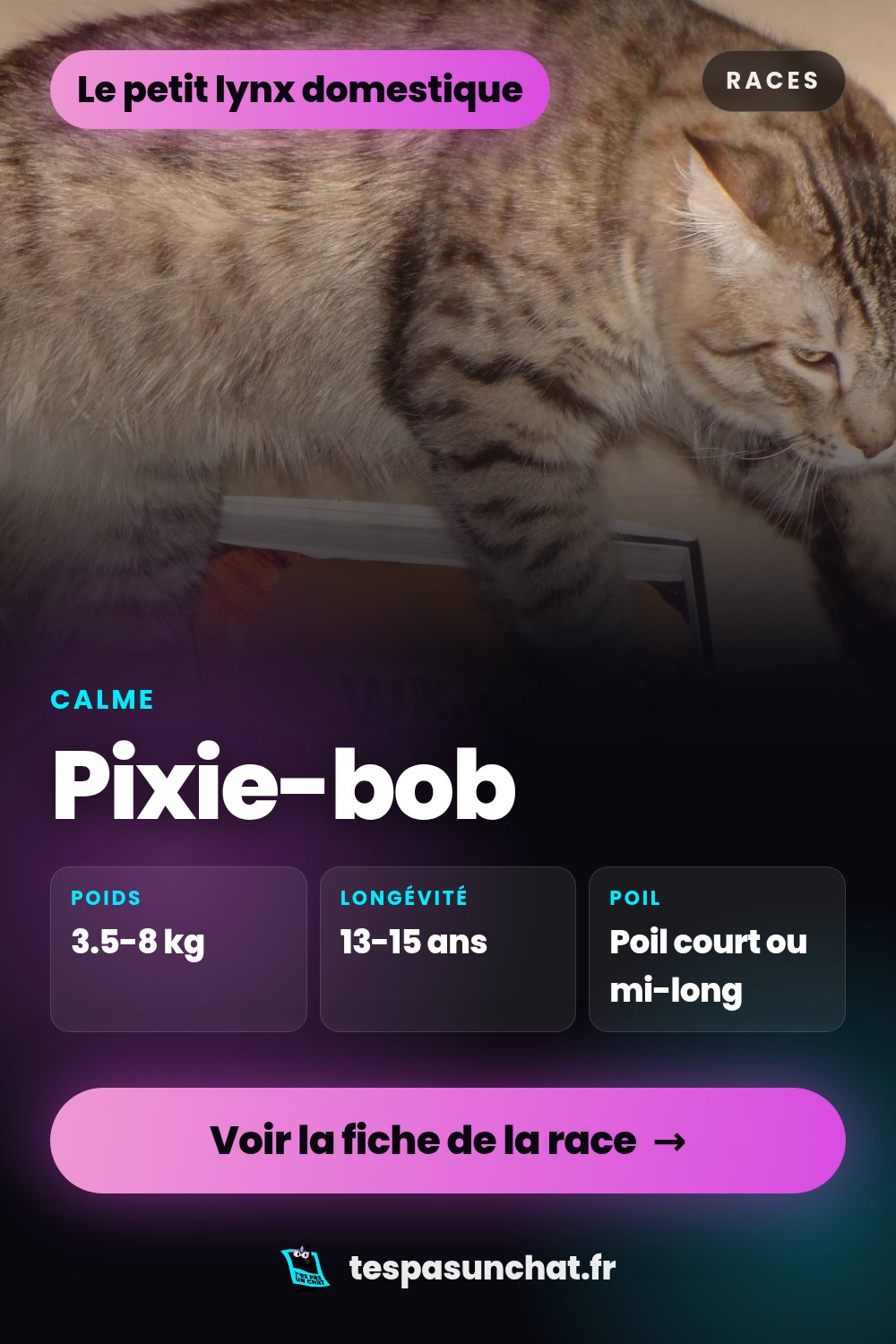 Pixie-bob : le guide complet
