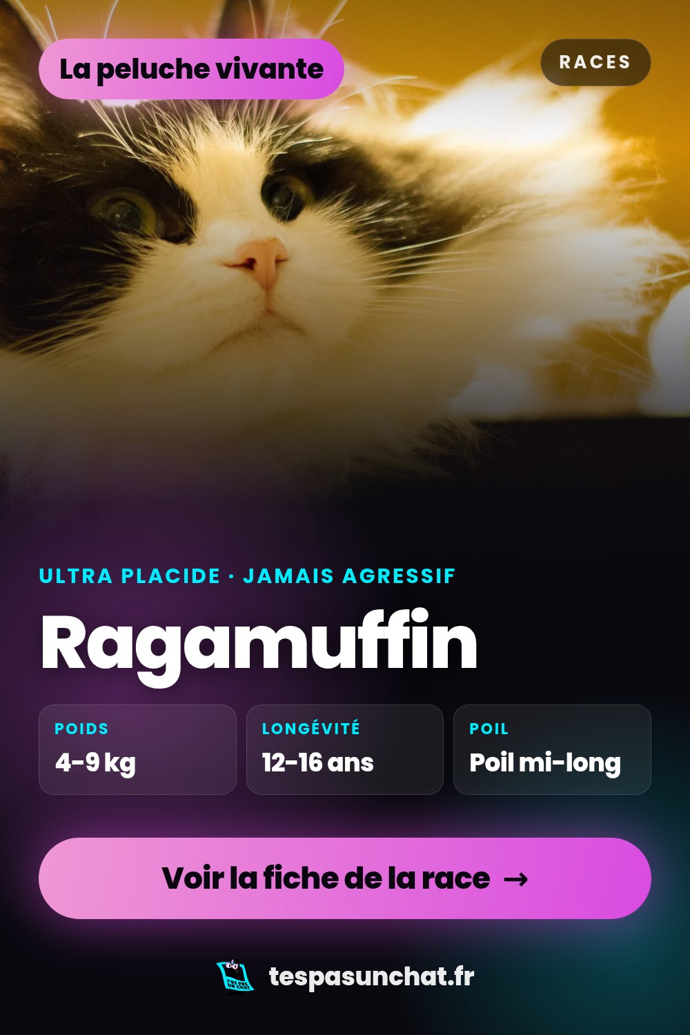 Ragamuffin : le guide complet