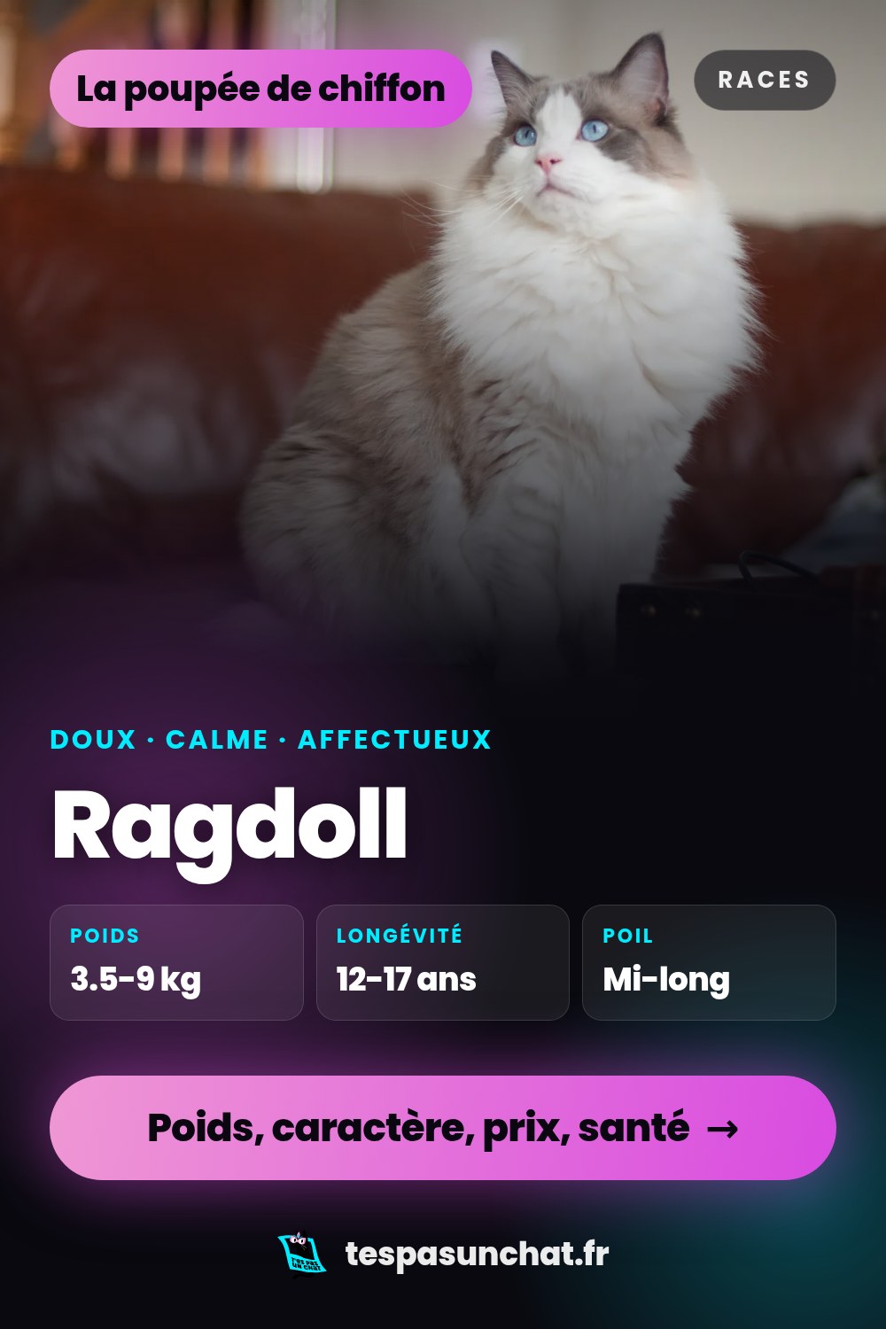 Ragdoll : le guide complet