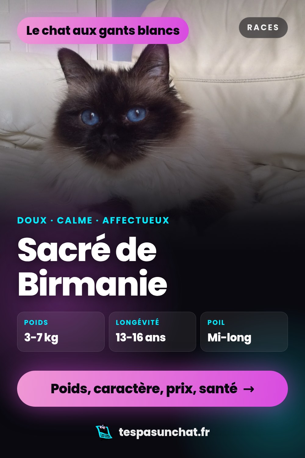 Sacré de Birmanie : le guide complet