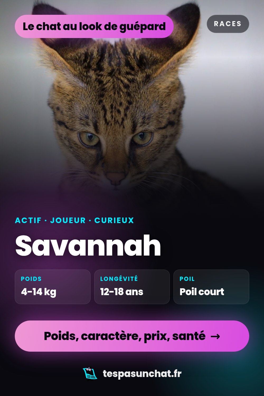 Savannah : le guide complet
