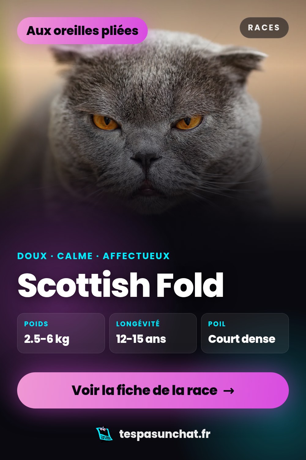 Scottish Fold : le guide complet
