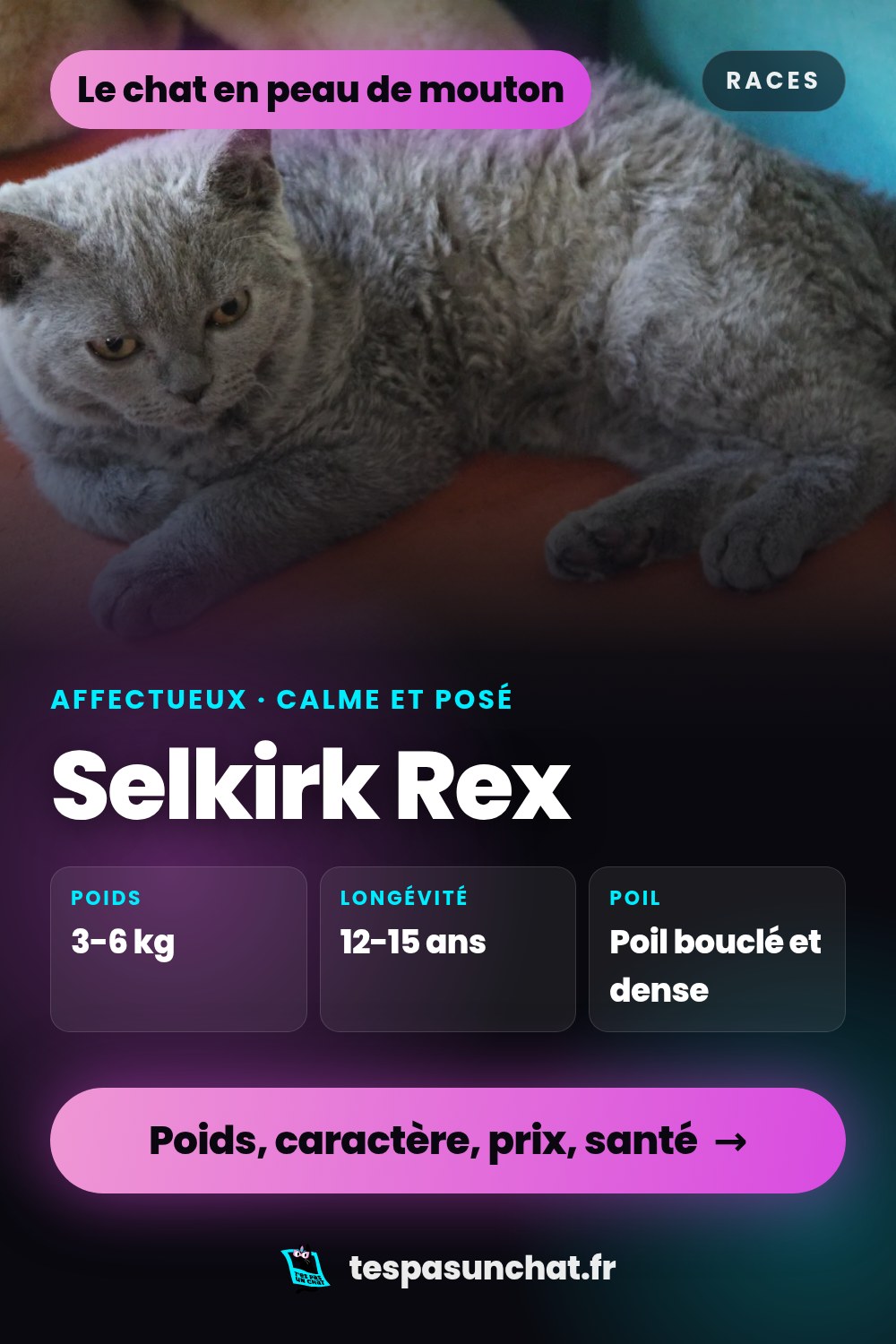 Selkirk Rex : le guide complet