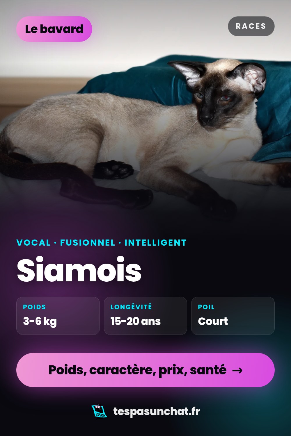 Siamois : le guide complet