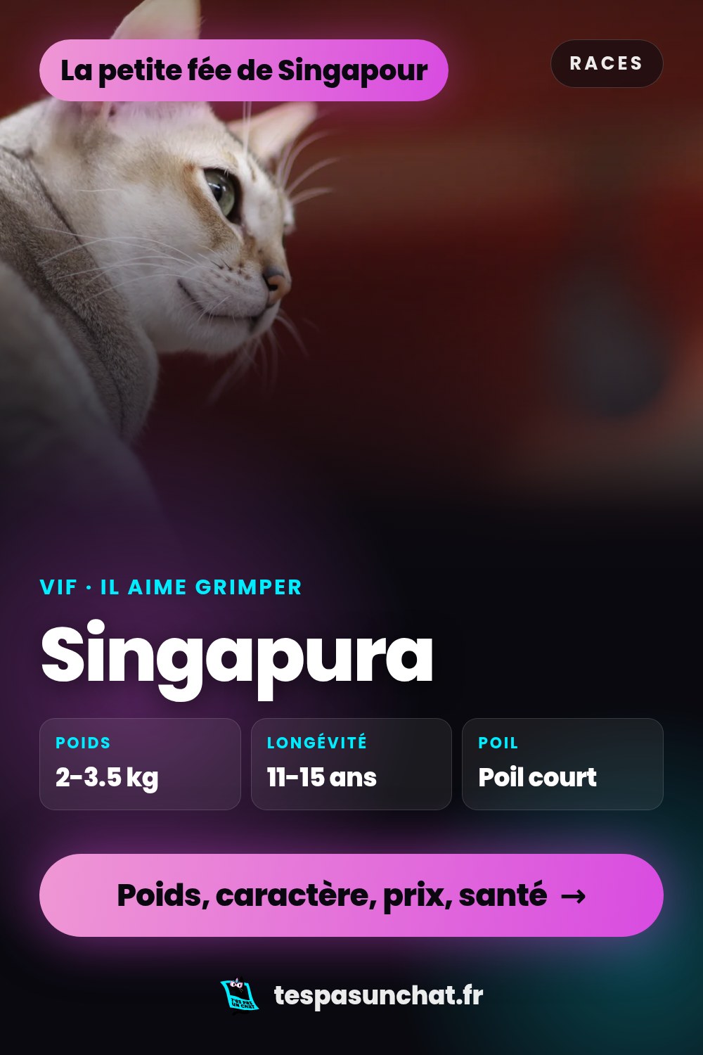 Singapura : le guide complet